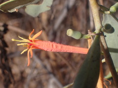 Lorantheae