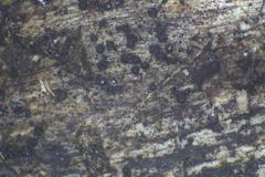 Acanthostigma minutum