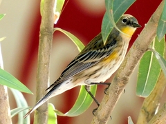 Setophaga coronata