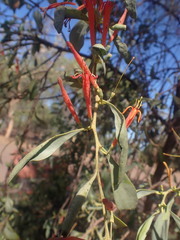 Lorantheae