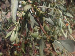 Lorantheae