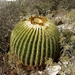 Golden Barrel Cactus - Photo (c) Opuntia Cadereytensis, some rights reserved (CC BY-NC), uploaded by Opuntia Cadereytensis