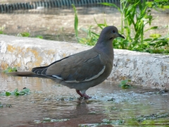 Zenaida asiatica