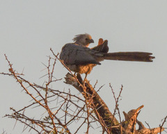 Corythaixoides concolor pallidiceps