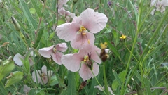 Commelina scabra