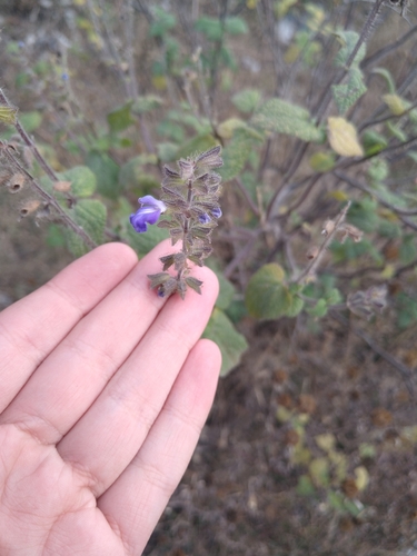Image of Salvia amarissima by (c) Jordi Martínez Martínez, some rights reserved (CC BY)