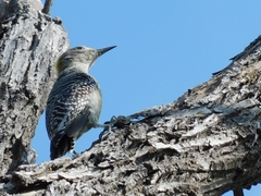 Melanerpes aurifrons