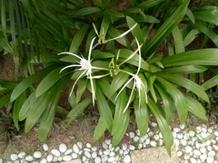 Hymenocallis speciosa