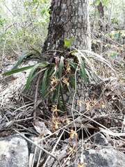 Encyclia parviflora