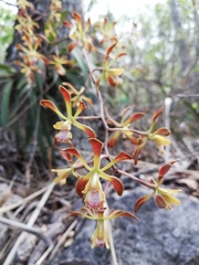 Encyclia parviflora