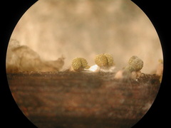 Physarum melleum