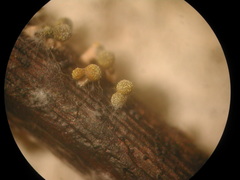 Physarum melleum