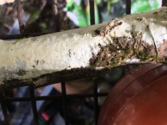 Aleurodiscus sparsus