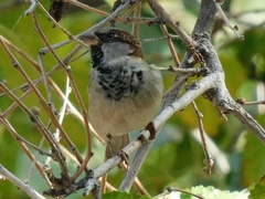 Passer domesticus