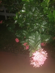 Ixora javanica
