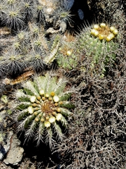 Ferocactus echidne
