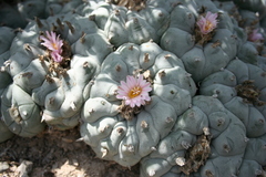 Lophophora williamsii