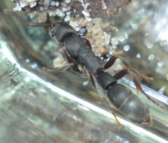 Platythyrea punctata