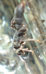 Platythyrea punctata