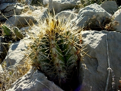 Astrophytum ornatum