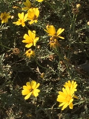 Asteraceae