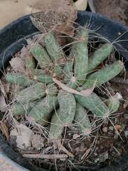Mammillaria longimamma