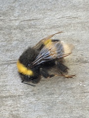 Bombus terrestris