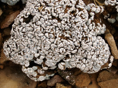 Psora cerebriformis