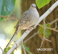 Columbina inca