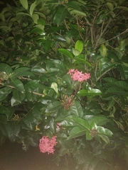 Ixora javanica