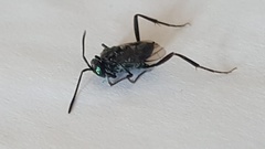 Evania appendigaster