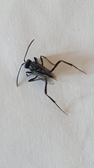 Evania appendigaster