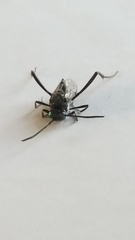 Evania appendigaster