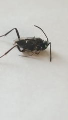 Evania appendigaster