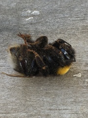 Bombus terrestris