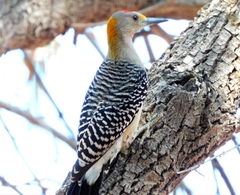 Melanerpes aurifrons