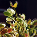 Dionaea - Photo (c) Olivier License, osa oikeuksista pidätetään (CC BY-NC-ND)