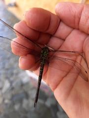 Rhionaeschna cornigera