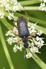 Evodinus clathratus