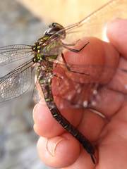 Rhionaeschna cornigera