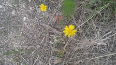 Tetraneuris linearifolia