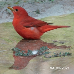 Piranga rubra
