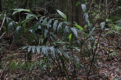 Alpinia arundelliana