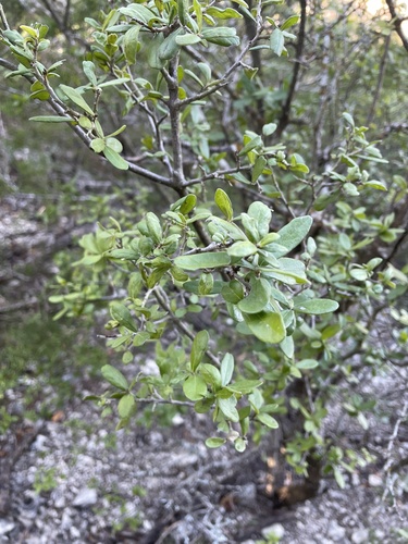 Diospyros texana