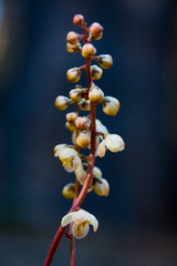 Pyrola aphylla