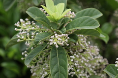 Daphniphyllum calycinum