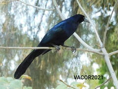 Quiscalus mexicanus