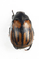 Anomala clathrata