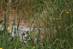 Timon lepidus ibericus