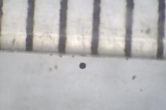 Acanthostigma minutum